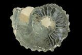 Pyritized/Agatized Ammonite (Pleuroceras) Fossil Pair - Germany #125371-1